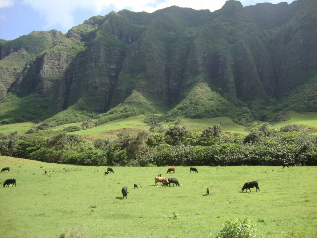 Kualoa Ranch calf in kaaawa