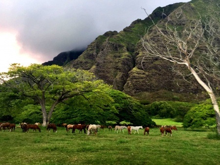 Kualoa Ranch horses sunset