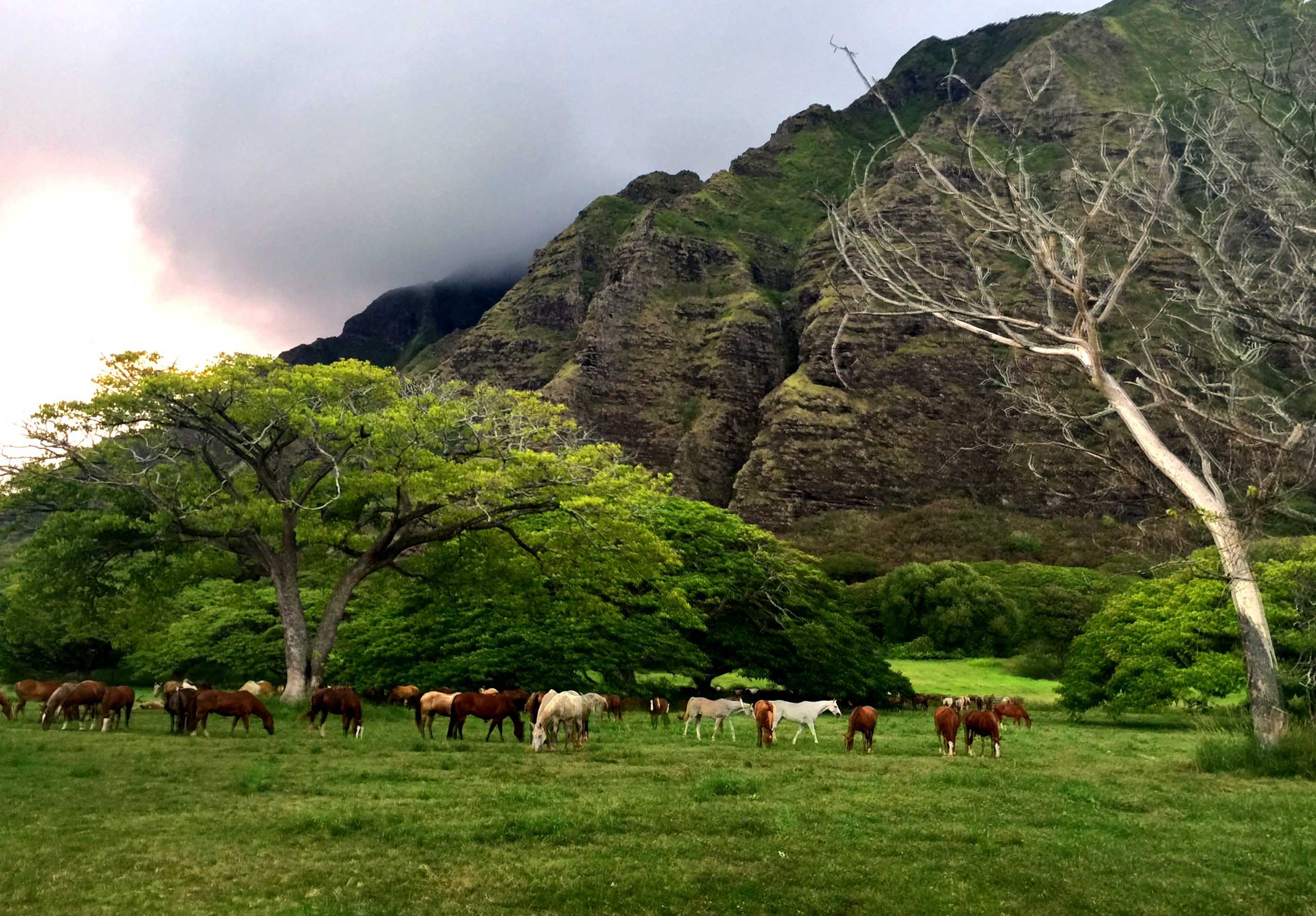 Kualoa Ranch Combo Tour AllInclusive Kualoa Experience
