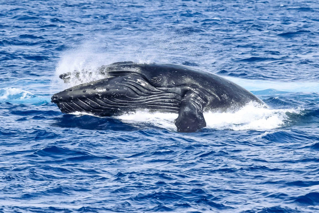 A Journey Of Discovery To Explore The Majestic World Of Humpback Whales Oahu Atlantis Adventures 