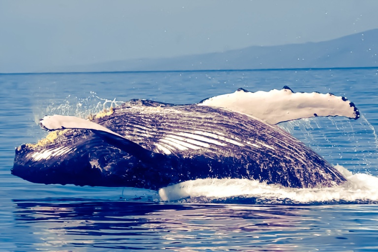 breach the spectacular moment of a humpback whales jump lahaina quicksilver maui