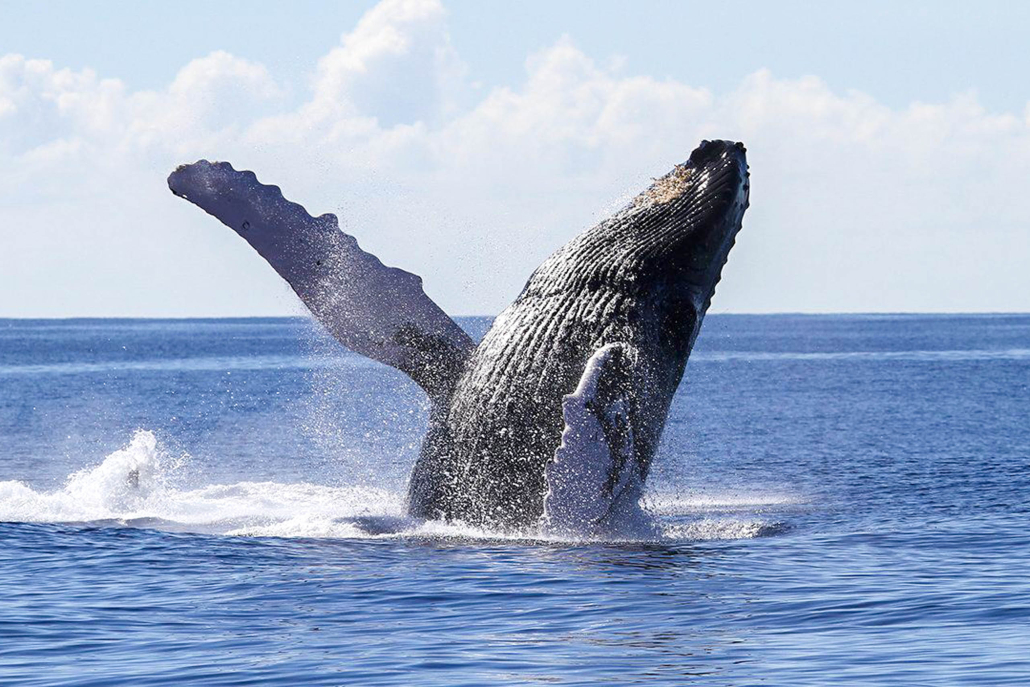 Breaching Humpback Whale Oahu Atlantis Adventures 