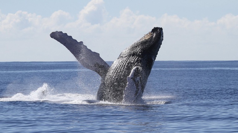 breaching humpback whale oahu atlantis adventures