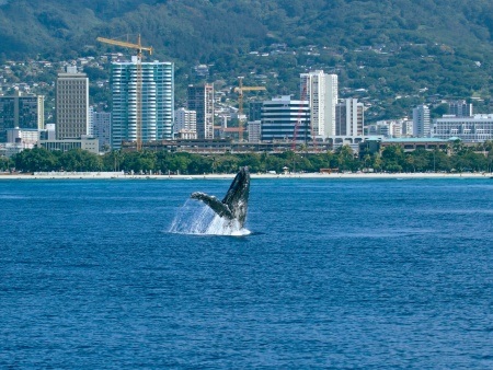 explore the mysterious depths of the ocean and witness magnificent humpback whales on a voyage oahu atlantis adventures