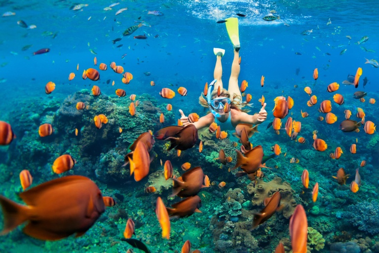 explore the vibrant coral reefs of waikiki oahu honolulu snorkel company