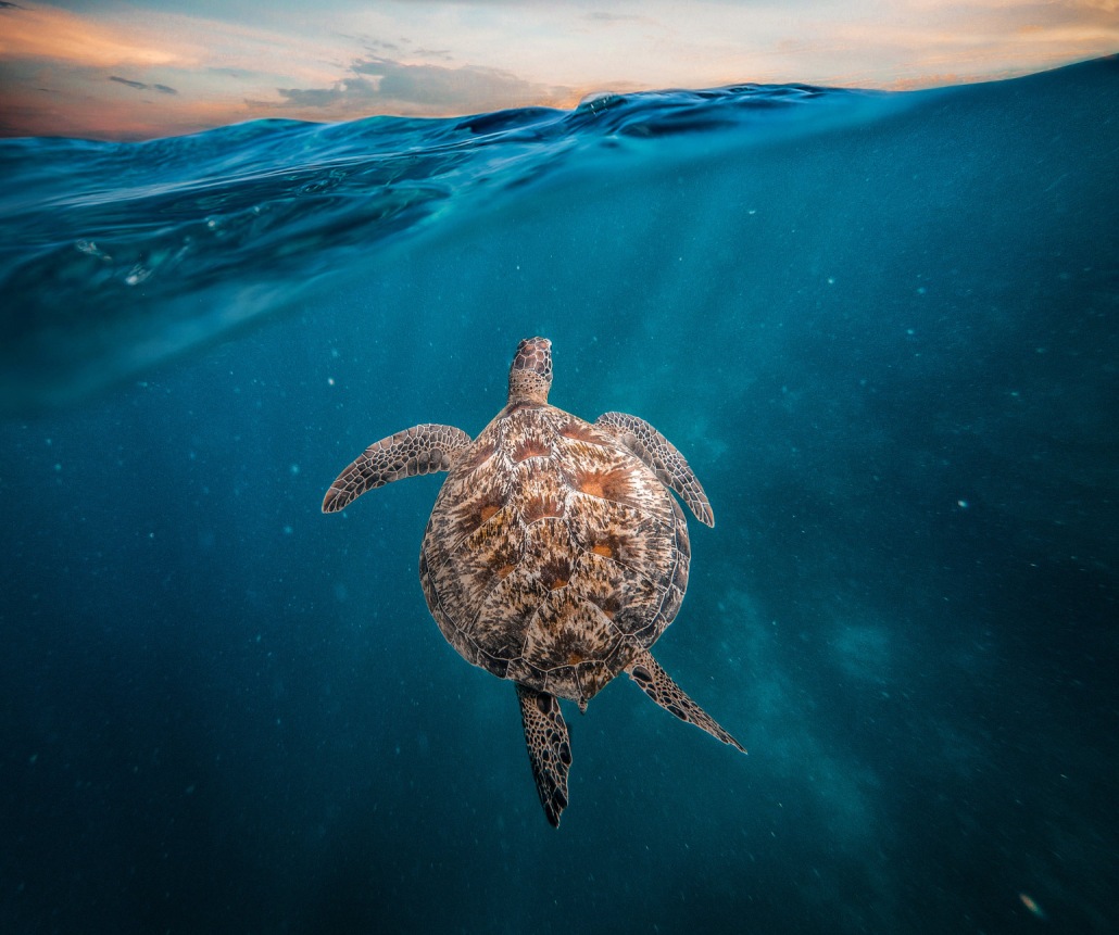 green sea turtles waikiki oahu honolulu snorkel company