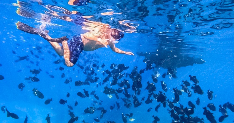 guided snorkel adventure oahu honolulu snorkel company