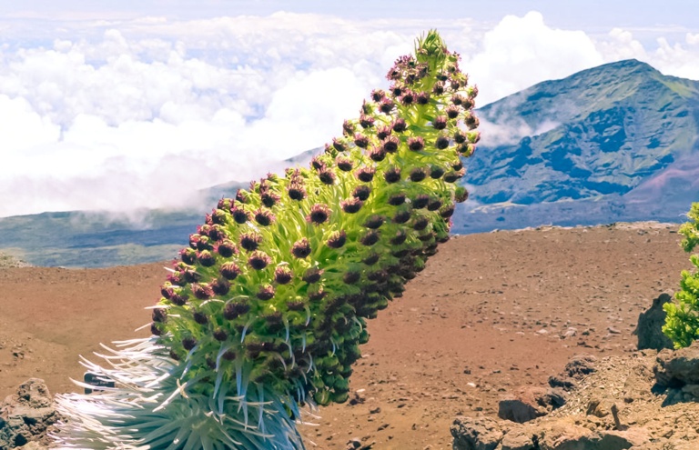 haleakala silversword maui