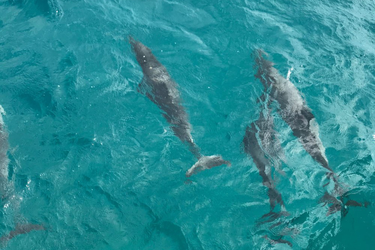 Hawaiinautical Maalaea Luxury Snorkel Cruise Dolphins