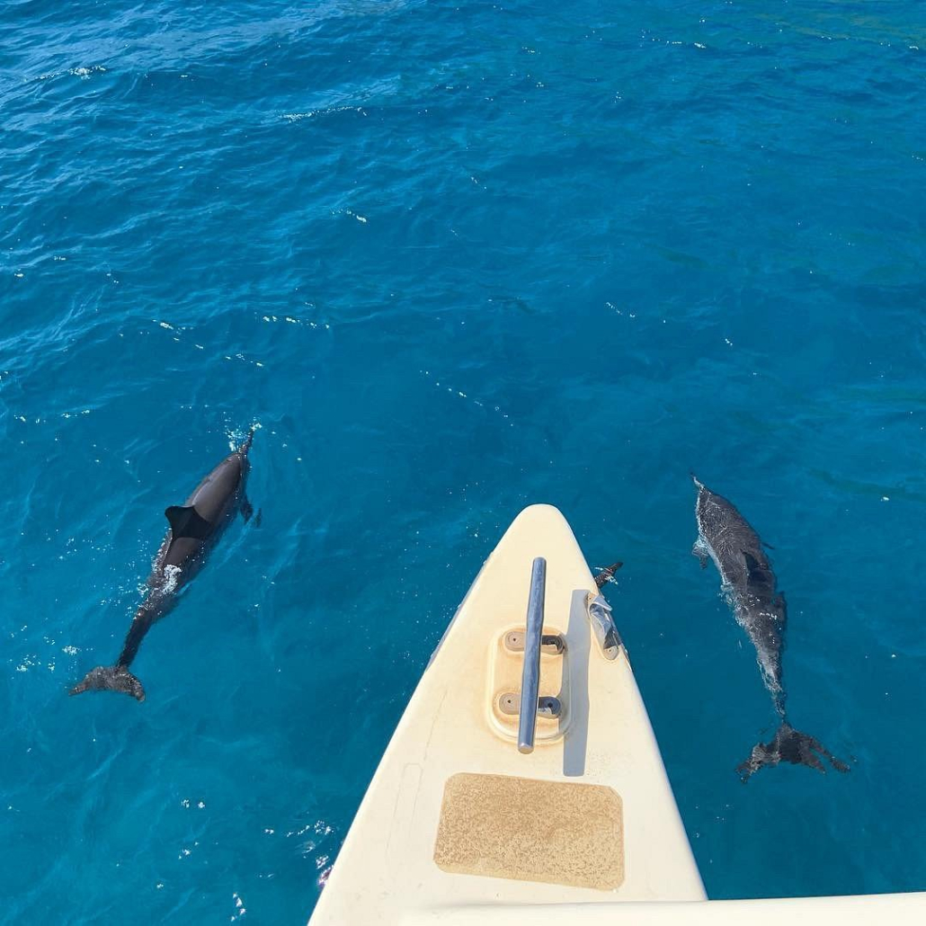 Hawaiinautical Maalaea Luxury Snorkel Cruise Watching Dolphin