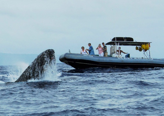 Hawaiioceanrafting Snorkel And Whale Watch Close Whale Encounter
