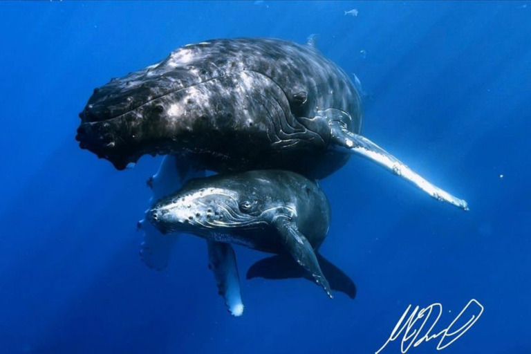 hior whale watch mom and son whale