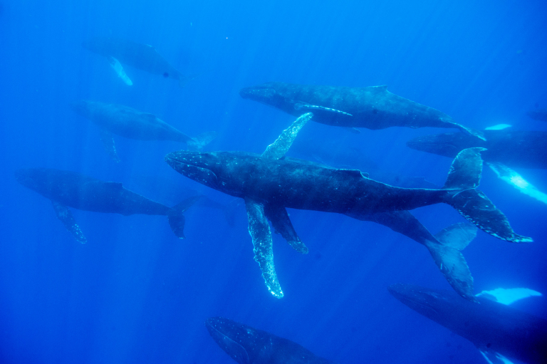 hior whale watch pack of whale