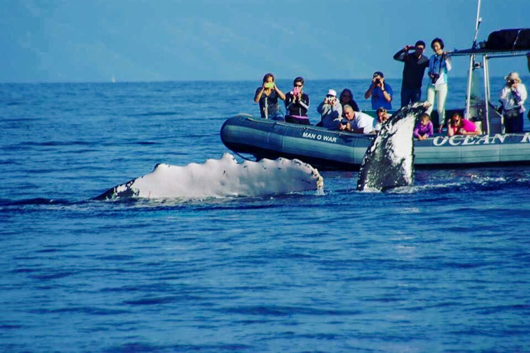 hior whale watch tourists on boat taking pictures