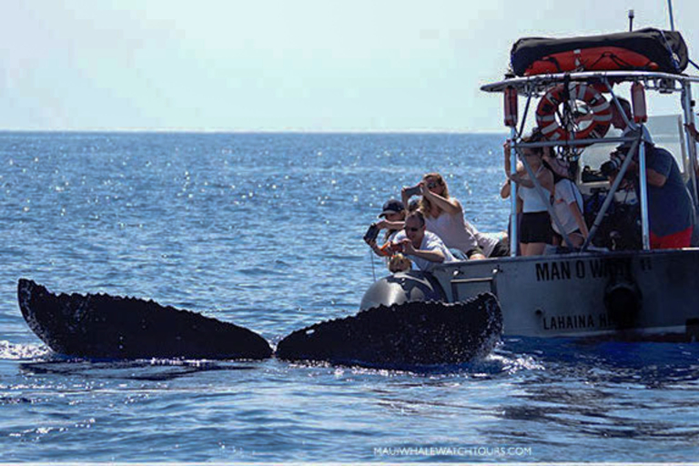 hior whale watch tourists taking picture whale