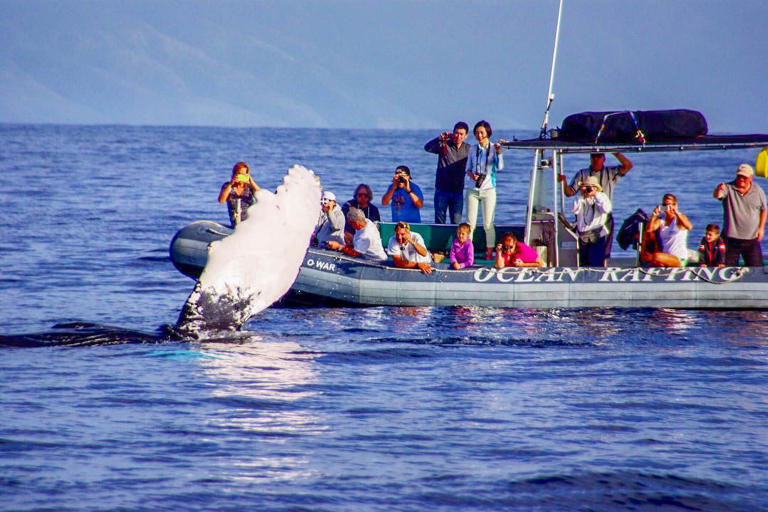 hior whale watch tourists watching and taking picture