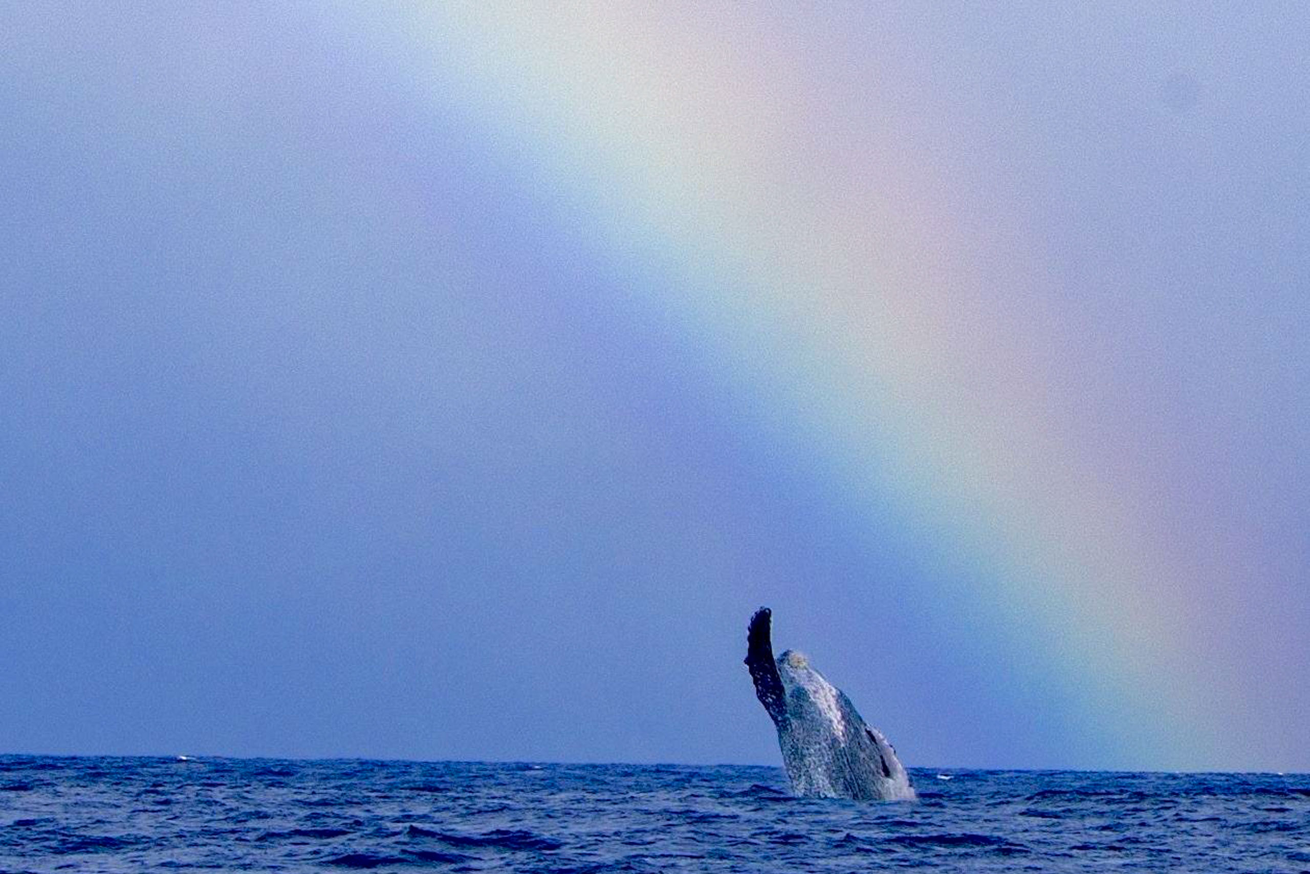 hior whale watch whale and rainbow