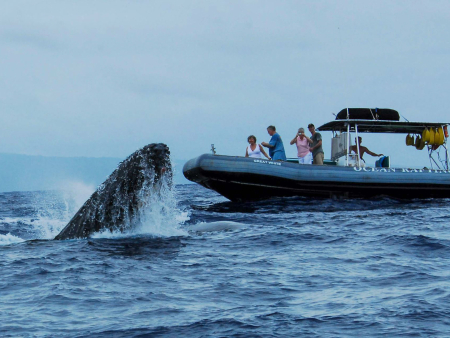 hior whale watch whale and tourists