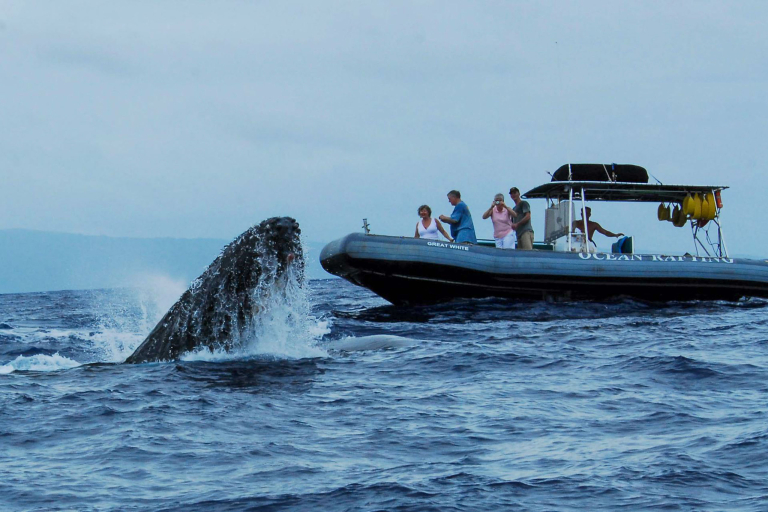 hior whale watch whale and tourists