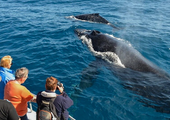 Honolulusnorkelco Honolulu Whale Watching Tour Content Booking Whale New A