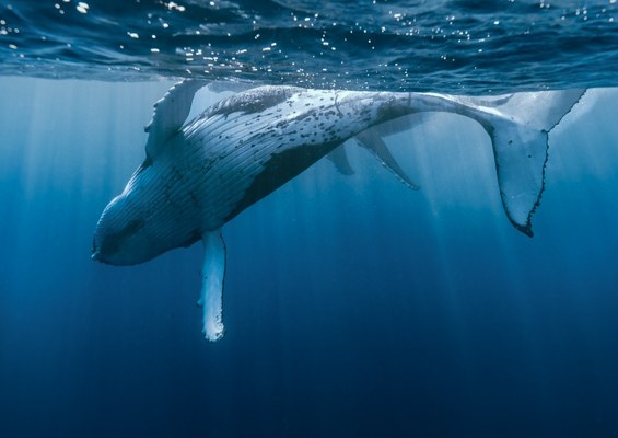 Honolulusnorkelco Honolulu Whale Watching Tour Content Booking Whale New B