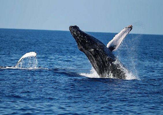 Honolulusnorkelco Honolulu Whale Watching Tour Content Booking Whale New C