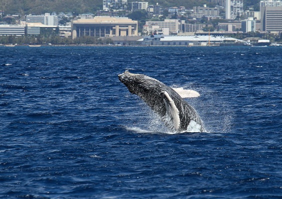 Honolulusnorkelco Honolulu Whale Watching Tour Content Booking Whale New D