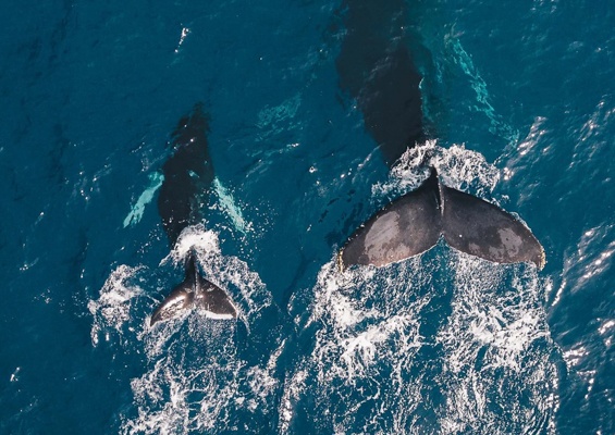 Honolulusnorkelco Honolulu Whale Watching Tour Content Booking Whale New