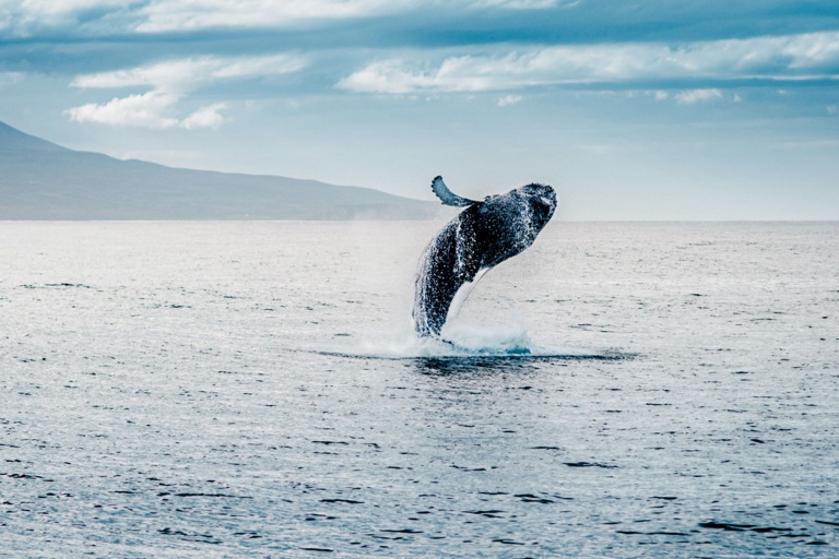 Honolulusnorkelco Honolulu Whale Watching Tour Feature Annual Whale Migration F