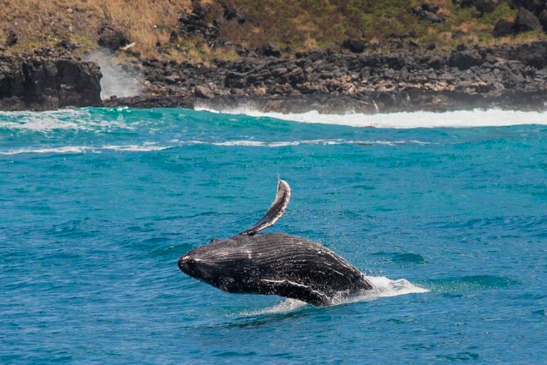 Honolulusnorkelco Honolulu Whale Watching Tour Feature Annual Whale Migration G