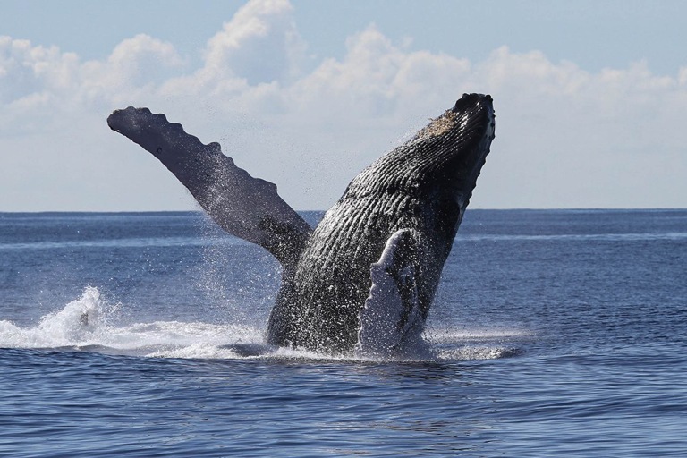 Honolulusnorkelco Honolulu Whale Watching Tour Feature What May You See 