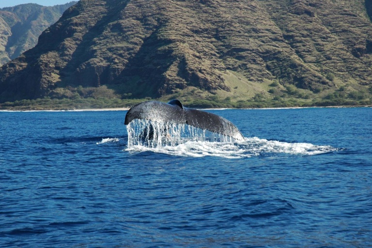 Honolulusnorkelco Honolulu Whale Watching Tour Feature What May You See 