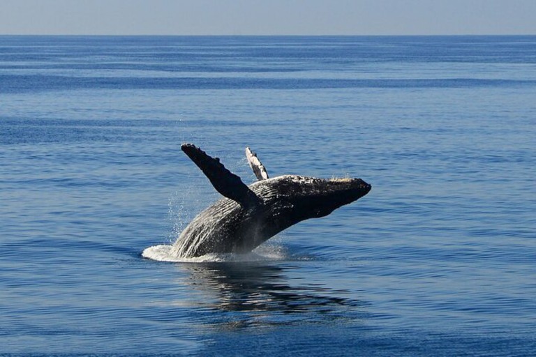 Honolulusnorkelco Honolulu Whale Watching Tour Feature What May You See 