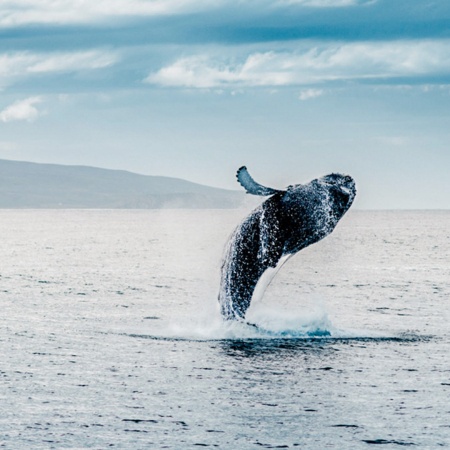 Honolulusnorkelco Honolulu Whale Watching Tour Product  New
