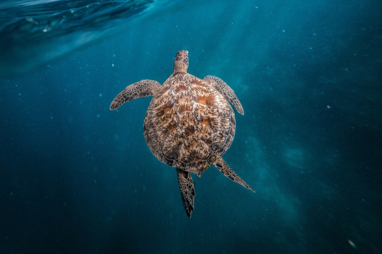 honu oahu honolulu snorkel company