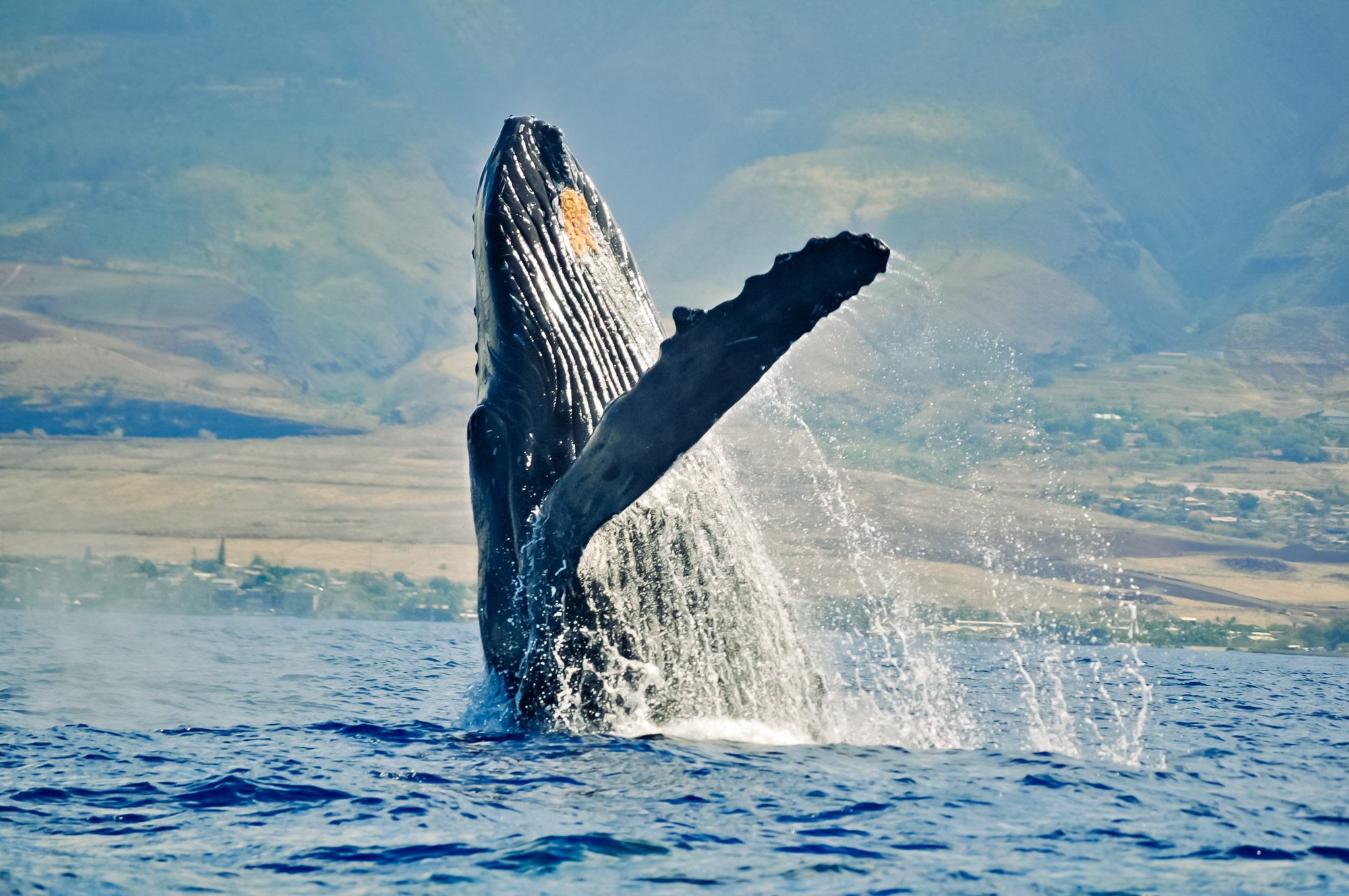 humpback whale flukes a signature view of these amazing creatures maui hawaii