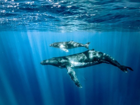 magical encounter humpback whale and calf in mauis ocean