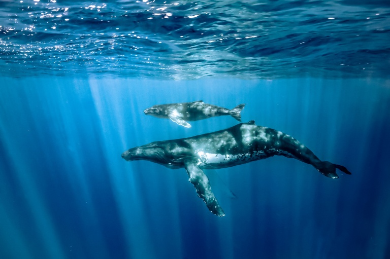 magical encounter humpback whale and calf in mauis ocean