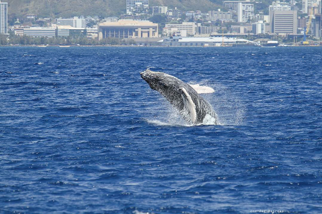 Majestic Humpback Whales Oahu Atlantis Adventures 