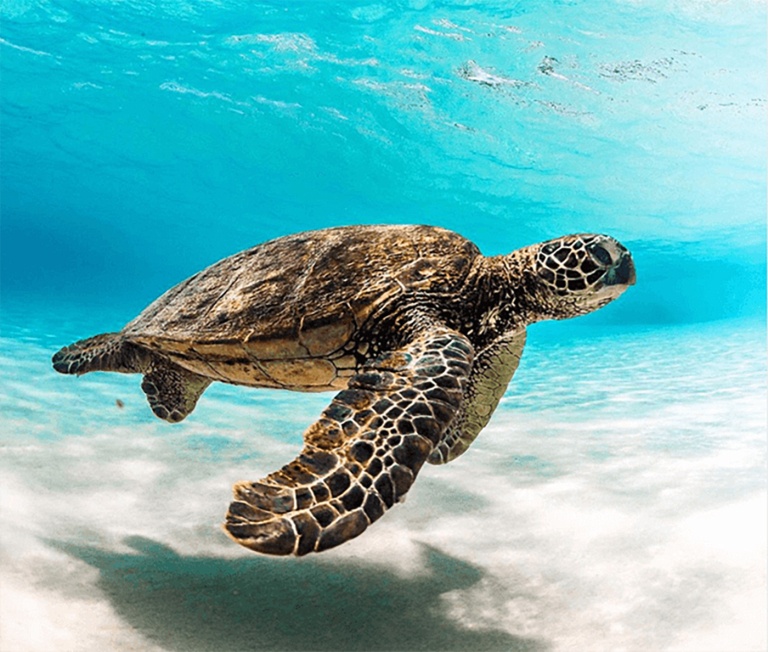 mauis best snorkeling and whale watching tour hawaii ocean rafting