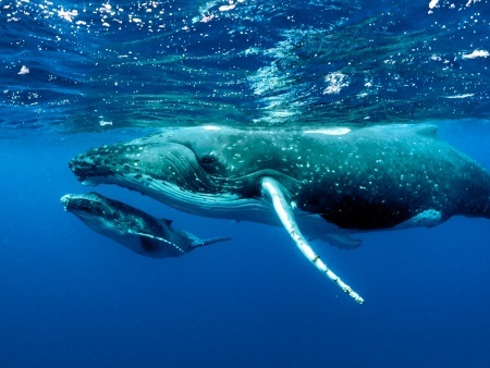 mother and calf a heartwarming moment in the lives of humpback whales