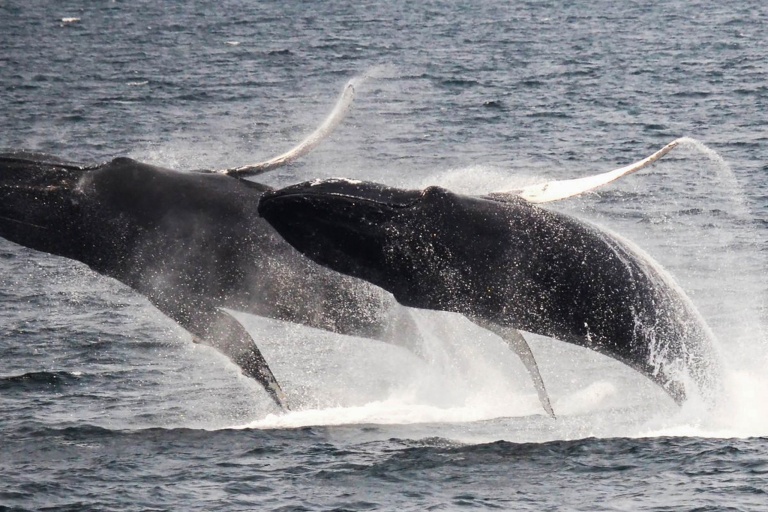 Portwaikikicruises Spirit Of Aloha Whale Watching Cruise Feature See Humpback Whale During Their Yearly