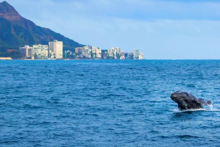 Portwaikikicruises Spirit Of Aloha Whale Watching Cruise Feature See Humpback Whale Waikiki