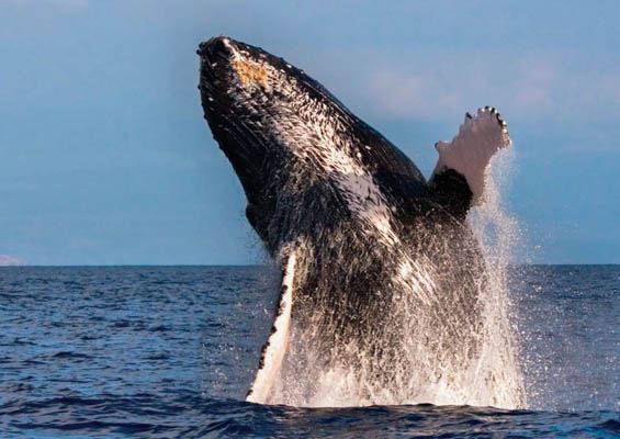 Portwaikikicruises Spirit Of Aloha Whale Watching Cruise Slider Huge Humpback