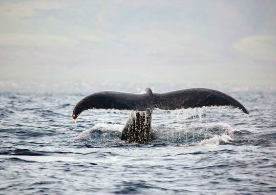 Portwaikikicruises Spirit Of Aloha Whale Watching Cruise Slider Tail