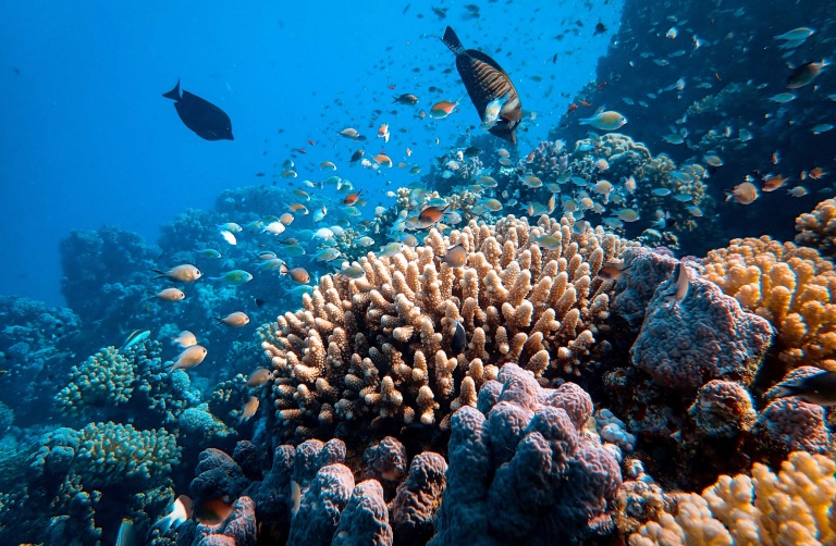 reef fish oahu honolulu snorkel company