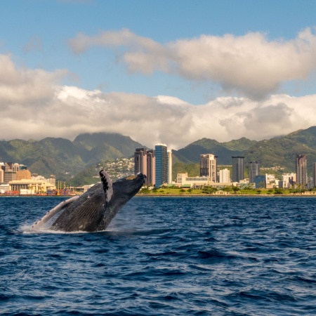 Hawaii Humpback Whale Product