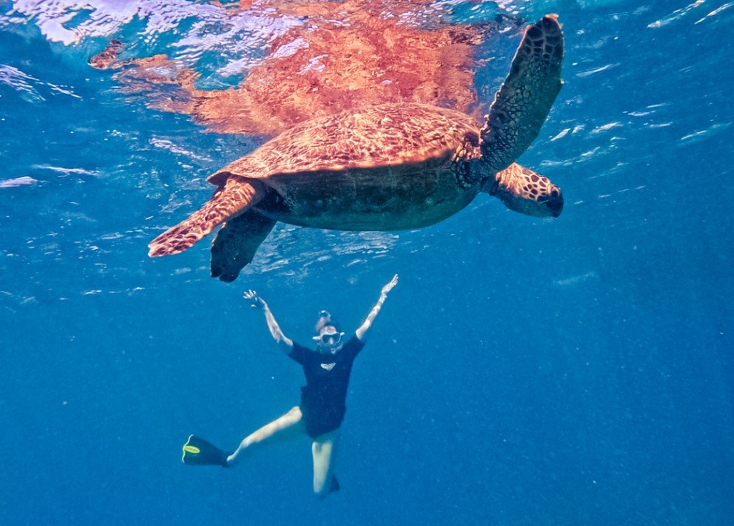 snorkel with turtle waikiki oahu honolulu snorkel company
