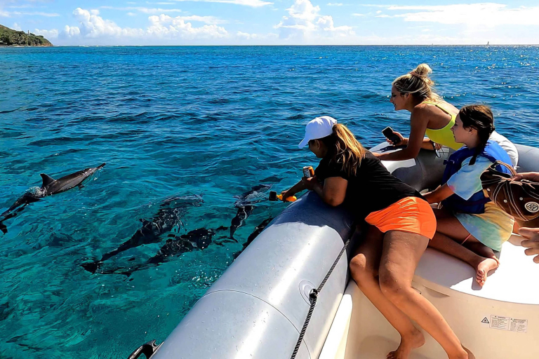 Theadventureboat Family Activity Dolphin Watch