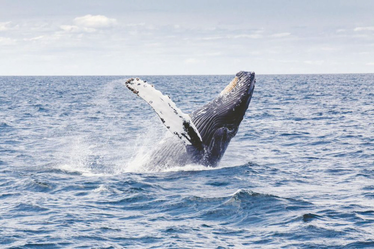 Theadventureboat Tiki Escape Lunch Or Sunset Cruise Wildlife Whale